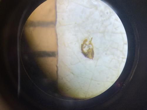 Malthodes sp.